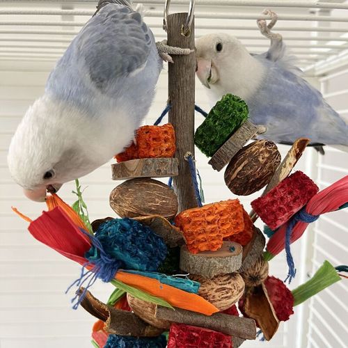 Parrot toy cuttlefish bone wide chewing string bird toy loofah bark rattan ball mouth grinding and boredom relief supplies combination set