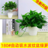 180 Green Loostel Popular Flower Wholesale Hydroponic Green Ruluo indoor green plants small green pupa removed formaldehyde small potted plants