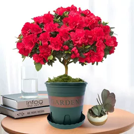 盆栽;乔木;花盆容器