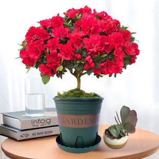 ���N�����Ԏ���������������Nӳɽ�t�ļ��_���辰ͥԺ�͏d����