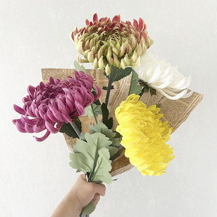 ���Sֱ�N����ջ� PUֲ�q �f�۾� Ұ�� ��c�Ƶ��껨�Ҿ��bٻ�