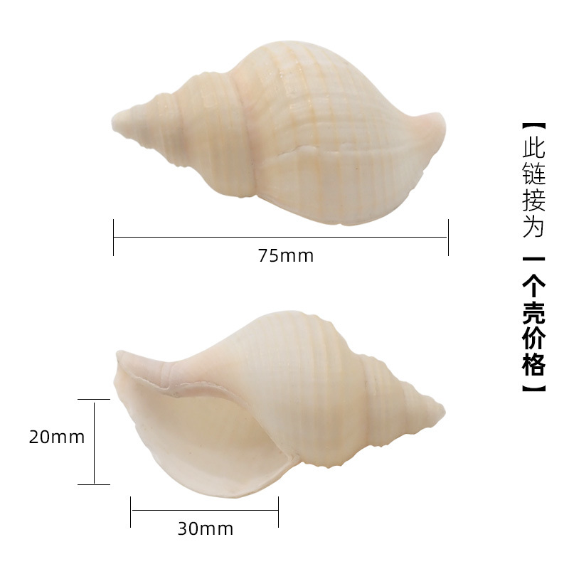 X29 중간 요정 달팽이 4-5cm 게에 적합