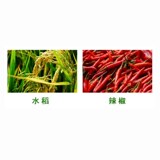 诺普信跟爽 [15%恶霉灵+光绿达腐殖酸根腐病烂根青枯土壤农药杀菌剂]