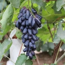 ˮNӘɣ֦  ľϻJ ÷ ʯN