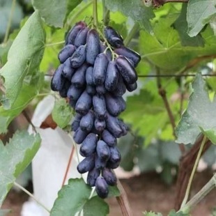 ˮ���N�Ә�����ɣ����֦ ���� ľ�ϻ������J���� ��÷ ʯ��N��