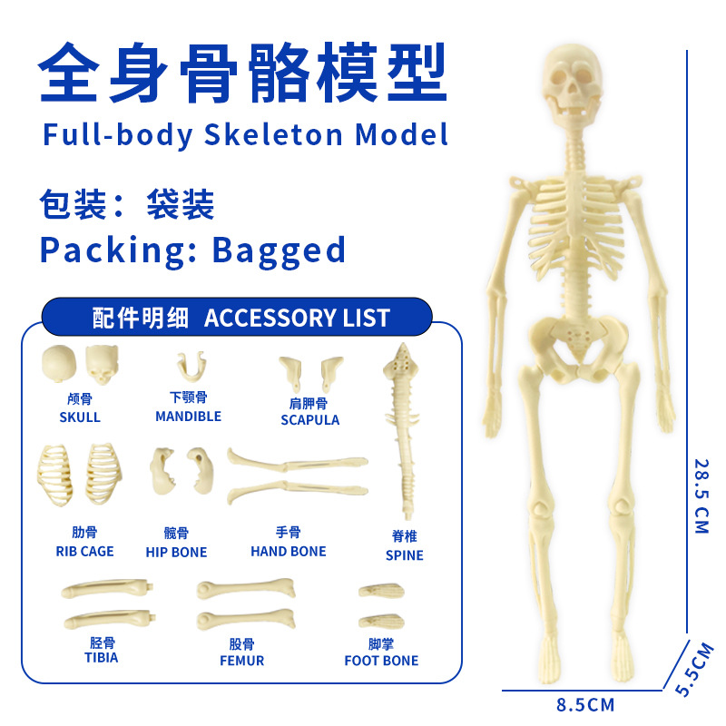 Modelo del cuerpo humano, juguetes educativos STEM para niños, modelo de anatomía humana desmontable, reconocimiento de órganos, fabricante, venta al por mayor image 29