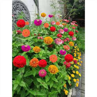 Four-Season Planting of Zinnia Seeds Indoor and Outdoor Courtyard Blooming Easy-To-Live Flower Seeds Balcony Flower Plant Flower Seeds