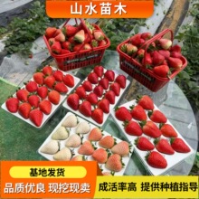 奶油穴盘草莓苗红颜新苗秧四季结果奶油甜宝大棚种植根系旺草莓秧