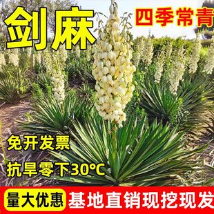 ���������Ի��������m�ͺ�ͥԺ���@�e���ļ����๤�̾G���h��ֲ��