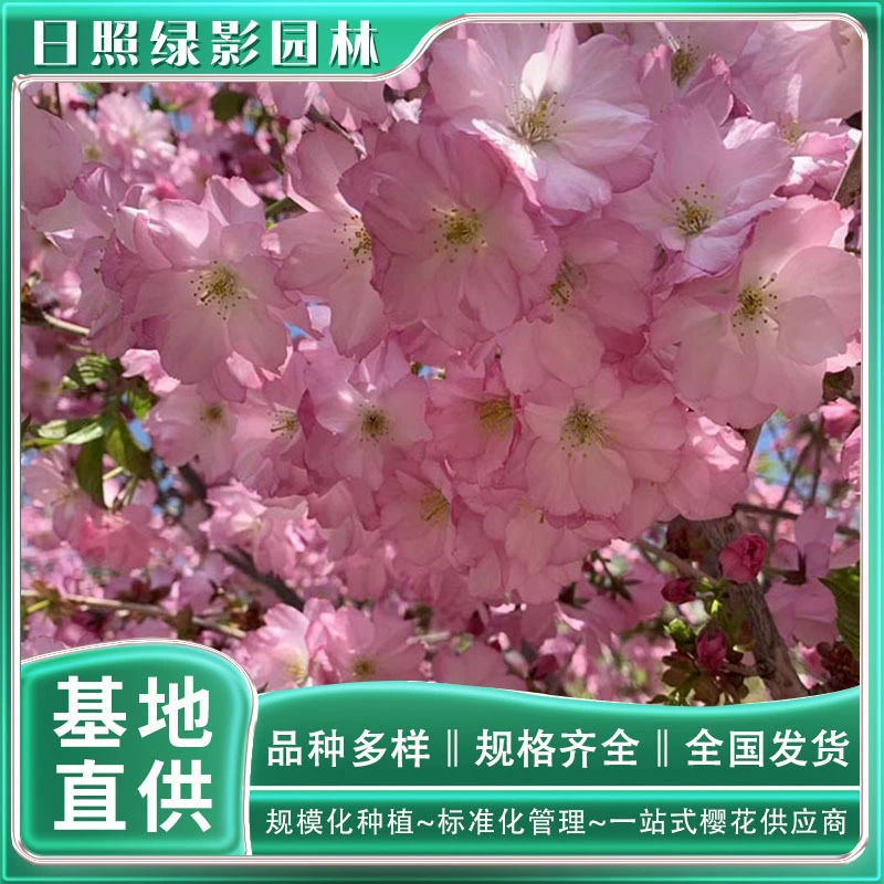 2 Общественный бонус Фэй И Сакура Японская Сакура Рассада саженца Происхождение База Поставка Гарантия качества