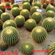 金琥仙人球盆栽多肉仙人掌开花植物绿植花卉办公室美化空气