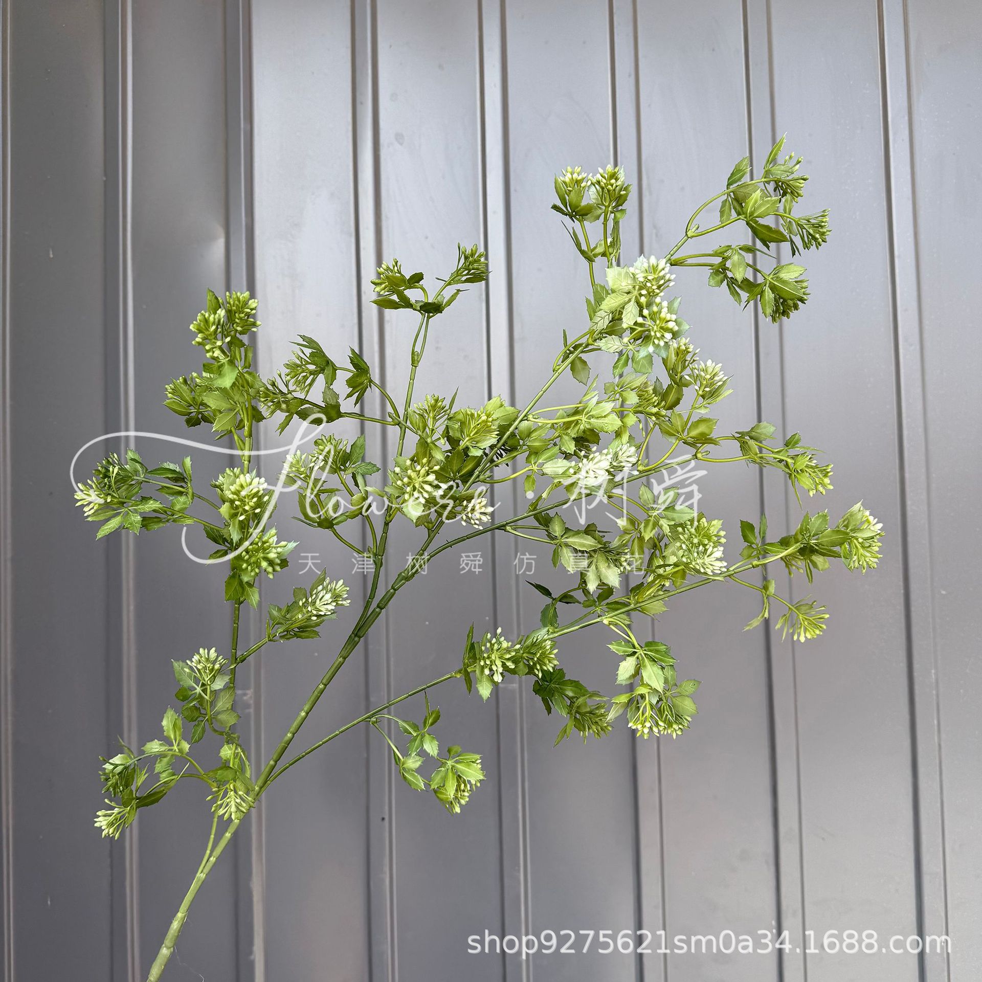 Pino Penglai de rama alta - Verde degradado
