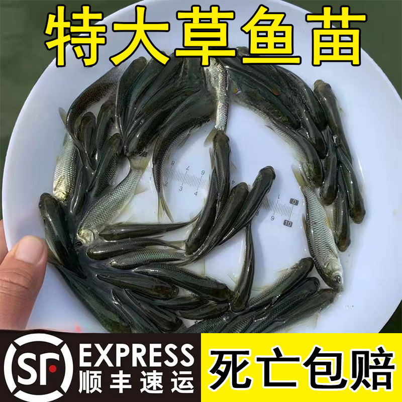 Pequeño alevín de hierba gran carne crujiente, alevín de hierba pequeña, alevín de hierba de agua dulce, alevín de hierba de Anhui, alevín de hierba de cuatro grandes al por mayor.
