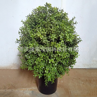 �����S��ľ��÷�~���������S������ϻ�����仨�@���^�����b�