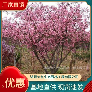 基地批发 自产自销海棠树苗 景区造景道路园林工程绿化苗