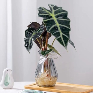 Hydroponic Fairy Calla Lily Indoor Desktop Green Plant Black Swan Guanyin Lotus African Area Tropical Plant Potted Plant