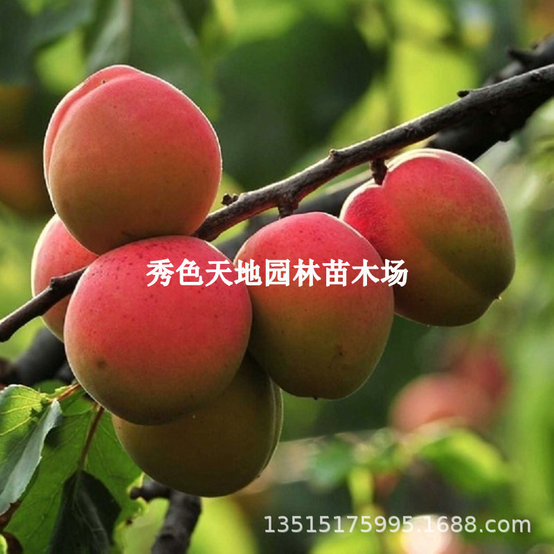 接特早大红杏树苗无核红杏苗早熟红杏子南方北方种植耐寒果树苗