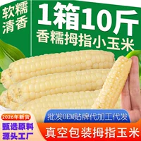 云南特产拇指玉米 8月新鲜采摘即食礼盒