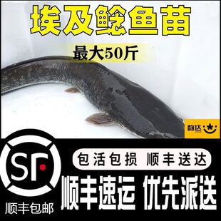 �����~����Ӻ��T�~�������L���͵�ˮ�Bֳʳ�ú��B�ͻ����T�~��