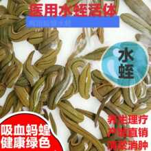 野生吸血蚂蝗 医蛭水蛭活体 无菌金边蚂蟥 菲牛蛭养生理疗 清瘀血