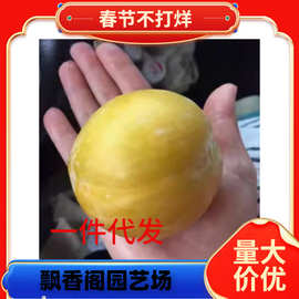 一件代发芙蓉李子树苗红心脱骨早熟南北方庭院地栽大果树盆栽嫁接