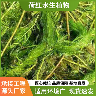The Base Directly Supplies Various Aquatic Emergent Plants, Spiky Foxtail Algae, Water Quality Purification, Spiky Submersed Plants, and Package Planting