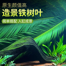 跨境天然铁树叶简易鱼缸造景南美缸原生缸装饰树叶网红沉叶树叶