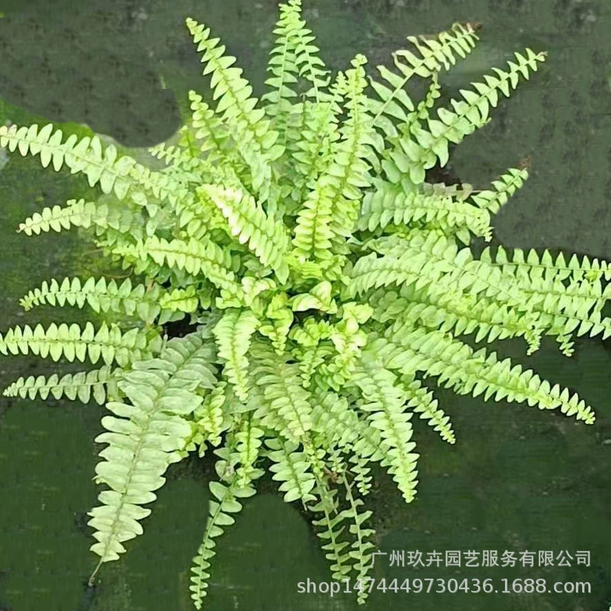 Бостон Папоротник Листва Завод Небольшой Горшок Сад Балкон Цветочная Кровать Офис Рабочий Стол Маленькое Растение В Горшке