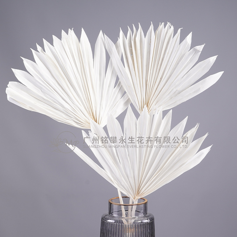 [Sun Pu Fan Fan Leaves] Xiaopu Fan Dry Flower Flower Material Palm…