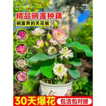 ��ɏ�N���҃���ɏ�Nźˮ��Gֲ��༾�_����С����ɏ���ѷN������