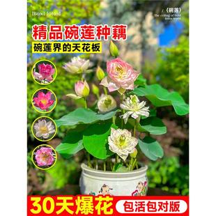 ��ɏ�N���҃���ɏ�Nźˮ��Gֲ��༾�_����С����ɏ���ѷN������