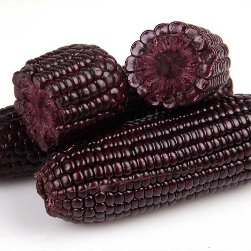 智贝主图_3紫色满口香玉米种子甜玉米黑玉米甜糯玉米紫糯