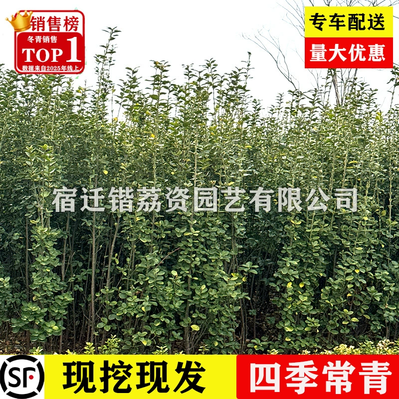 [Саженцы самшита Хоккайдо Wintergreen] Хвойные растения, устойчивые к холоду круглый год, предпочтительные саженцы для живой изгороди во дворе, прямая доставка с базы.