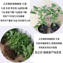 �����خa���������������ꖮa��ֱ�l�F����������S���l