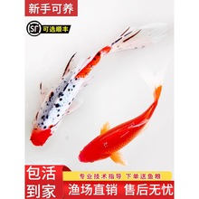 ��ɫ�ݽ��~���~�\���~���^�p�~��ˮ���B���~�Lβ�\�a��ˮ��t���~