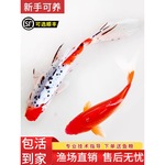 三色草金鱼活鱼锦鲤鱼苗观赏鱼冷水好养鲤鱼长尾锦鲫淡水大红草鱼