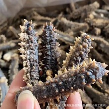 印尼刺王参刺黄海参干货黑刺参黄金刺黄玉深海进口野生纯淡干原色