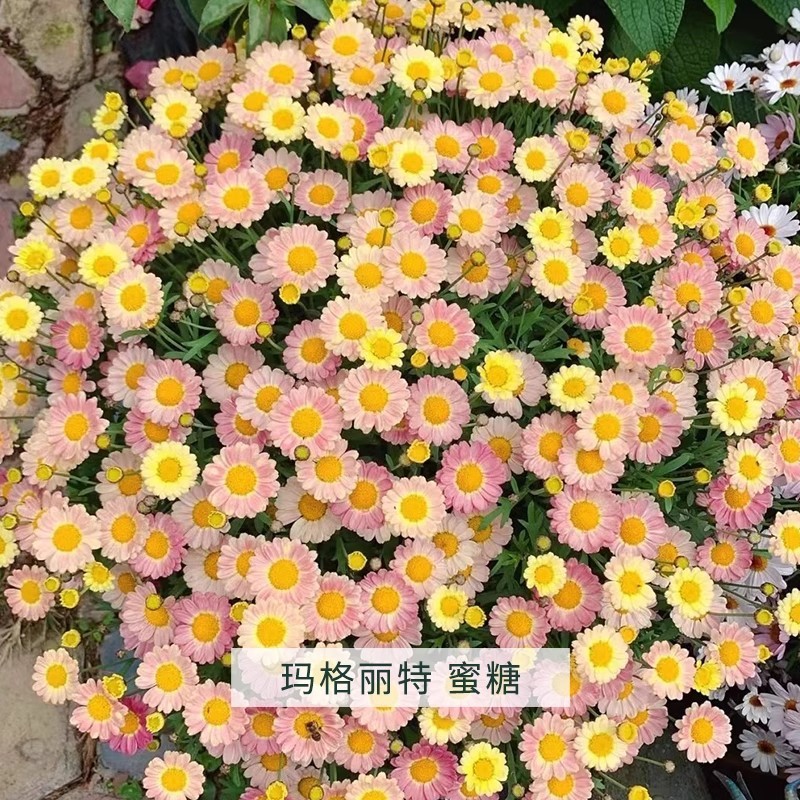 허니(점장 추천) 새로운 품종