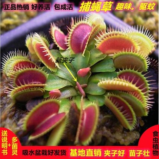 ��ω������ʳ�x���i�\��ʳ�xֲ���糬���첶�xʳω��Ȥζ�҃����