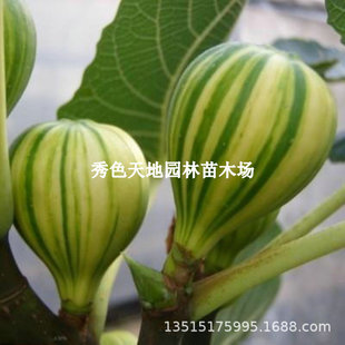 New Variety of Fig Saplings, Branrick Fruit, Large Yield, High Taste, Sweet Taste, Easy to Grow Nationwide, and Bear Fruit in the Same Year