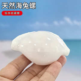 海兔螺天然稀有海螺卵梭螺大白兔螺鱼缸造景摄影道具地台家居装饰