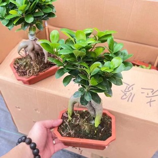 �҃ȶU�����ԾGֲ�辰�˅����ļ������ͺ��Ř����͘䘶�辰��
