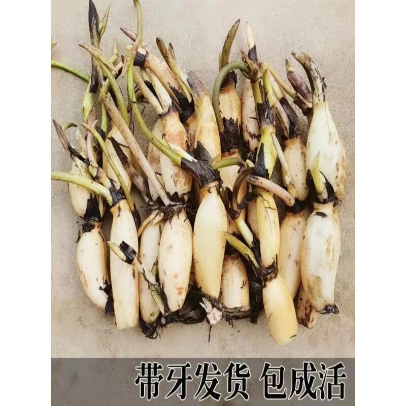 [High-Yielding Edible Lotus Root Seedlings] Edible Lotus Root Seedlings, Water-Cultured Pond Planting, Lotus Root Seedlings, Hydroponic Plants, Lotus Root Seedlings