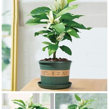 ���m�����Ԏ��������m�������S�m�҃�ͥԺ�����ͻ����ļ��_��ֲ��