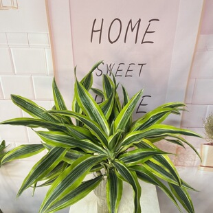 �����F�҃ȾW�t�Gֲ���Bˮ��͏d�҃����ˑ���ˮ��ֲ���ļ�ˮ�B