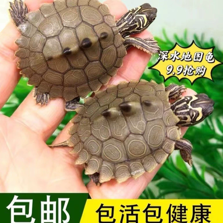 Карта Рассада Черепахи Живые Глубоководные Черепахи Наблюдая Маленькое домашнее животное Маленькая черепаха Живущие Черепахи Карта Миссисипи Черепахи