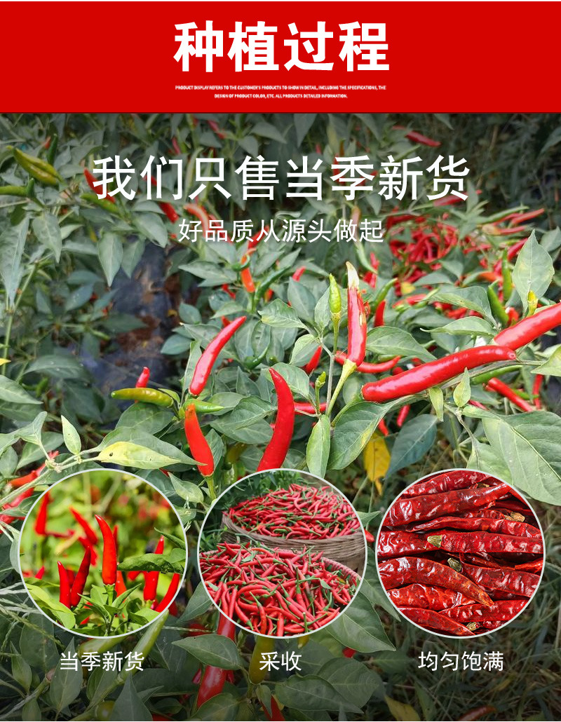 Devil Chili Dried Peppers (Capsicum chinense) — Extra Hot Hunan Red Chili, 500g Bulk preparation