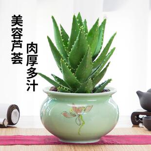 蘆薈盆栽含盆可食用室內除甲醛凈化空氣植物大盆好養多肉