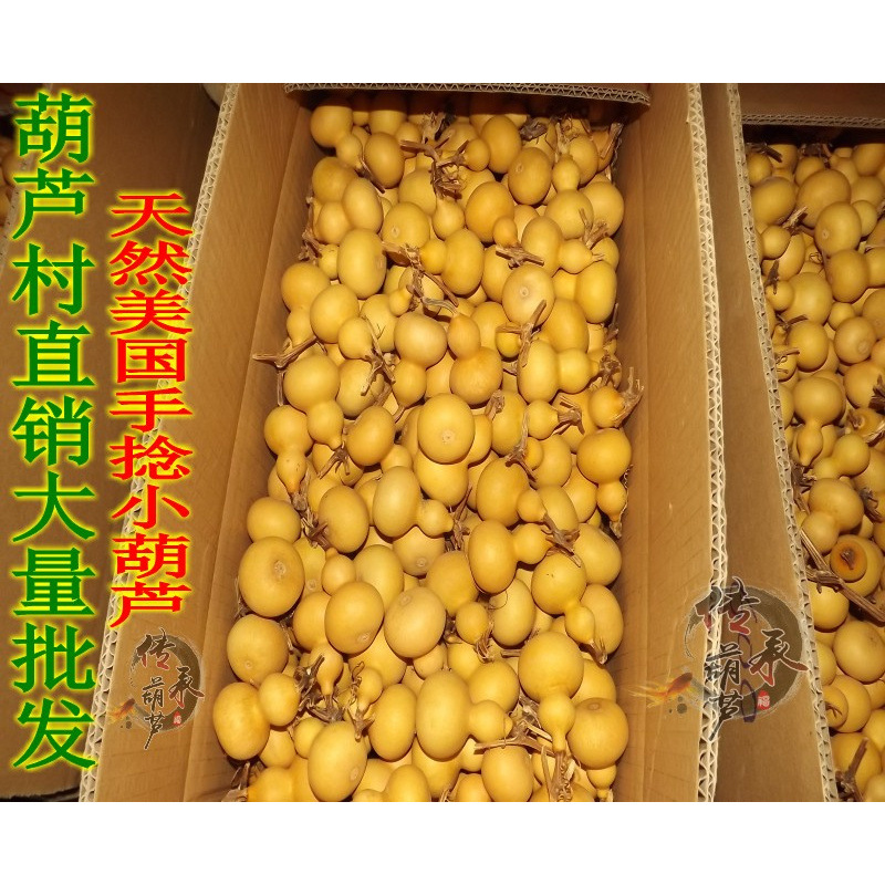 ↬↬↬손가락 크기의 얇은 허리 조롱박 1개(수도꼭지 없음)↫↫↫