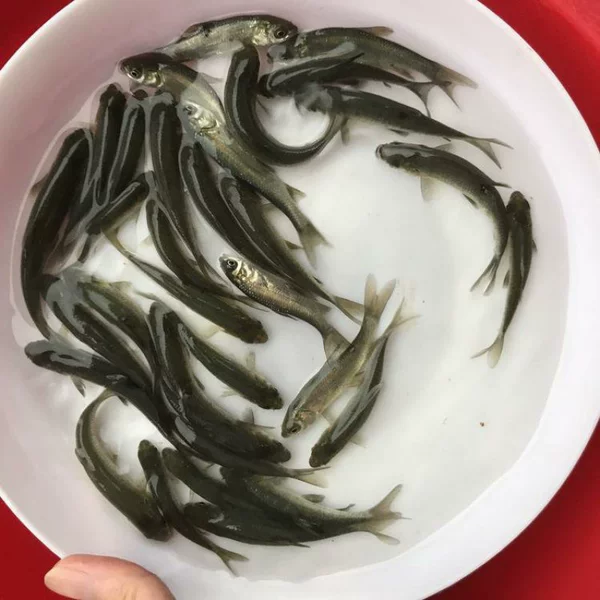Special price: 100 pieces of 1.5-3 cm snail herring fry, 10% off, selected * delivered to your home * free of loss prevention